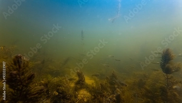 Fototapeta sunbleak fish blur in biotope aquascape, aquatic plant coontail debris, poor visibility murky water, silt substrate bottom, light shadow, surface reflection, freshwater river Buher, Lityn, Ukraine
