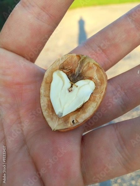 Obraz ein Herz aus Walnuss