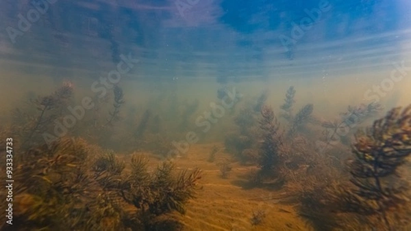 Fototapeta hornwort grow in murky water, silt substrate bottom, aquatic plant absorb organic matter, light shadow, poor visibility, surface reflection, nutrient rich freshwater river Buher in Lityn, Ukraine