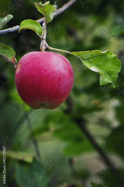 Fototapeta Ripe red apple