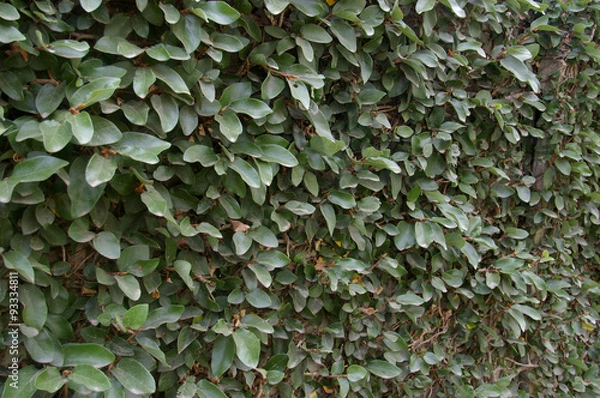 Obraz Leaves covering a wall texture