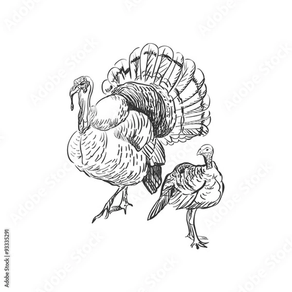 Fototapeta turkey doodle