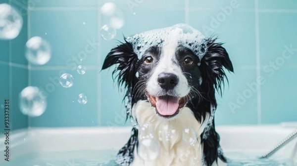 Obraz Border Collie in Bubbly Bath, A Border Collie enjoys a deep conditioning treatment, surrounded by floating bubbles, with a soothing sky blue backdrop and ample copy space.
