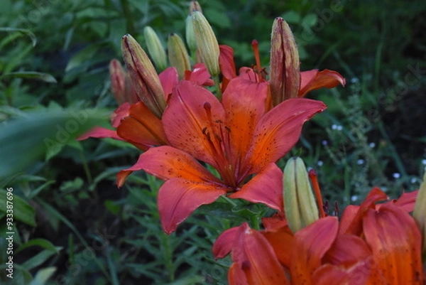 Fototapeta Elegant Red Lilies: A Vibrant Display in the Garden
