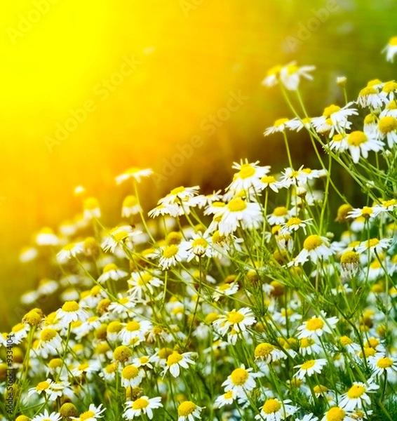 Obraz Chamomiles