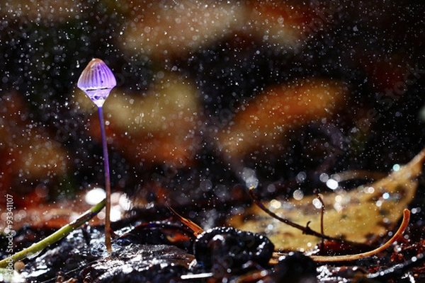 Obraz small poisonous mushroom, magic picture