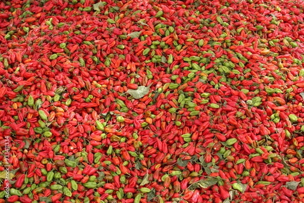 Obraz Tas de piments rouges récoltés au Sénégal. Production de fruits colorés amassée sur une toile posée sur le sol. Photo prise en mai 2024 dans la région de Kaolack.