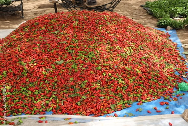 Obraz Tas de piments rouges récoltés au Sénégal. Production de fruits colorés amassée sur une toile posée sur le sol. Photo prise en mai 2024 dans la région de Kaolack.