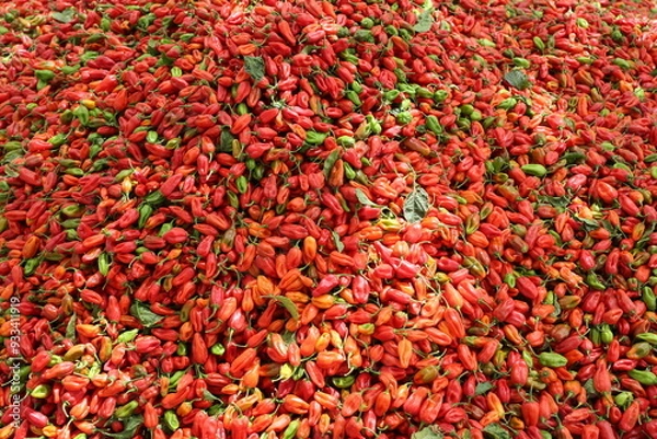 Obraz Tas de piments rouges récoltés au Sénégal. Production de fruits colorés amassée sur une toile posée sur le sol. Photo prise en mai 2024 dans la région de Kaolack.