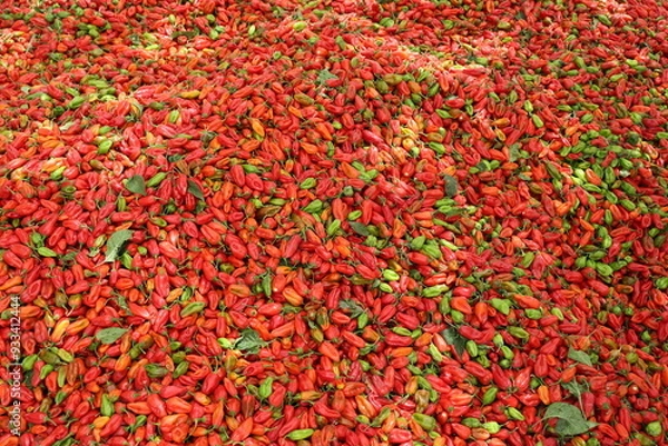 Obraz Tas de piments rouges récoltés au Sénégal. Production de fruits colorés amassée sur une toile posée sur le sol. Photo prise en mai 2024 dans la région de Kaolack.