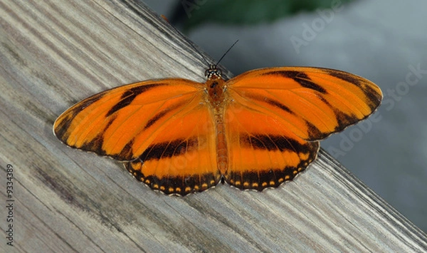 Fototapeta Orange Butterfly