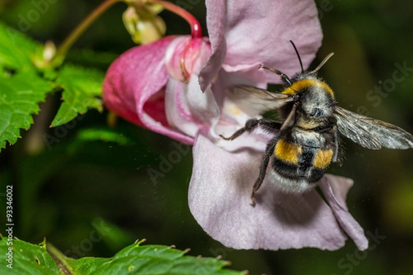 Fototapeta Hummel beim Abflug