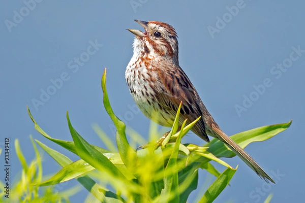 Fototapeta Song Sparrow Singing