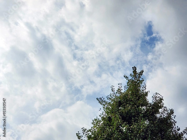 Fototapeta This is a background photo of cloudy skies and trees.