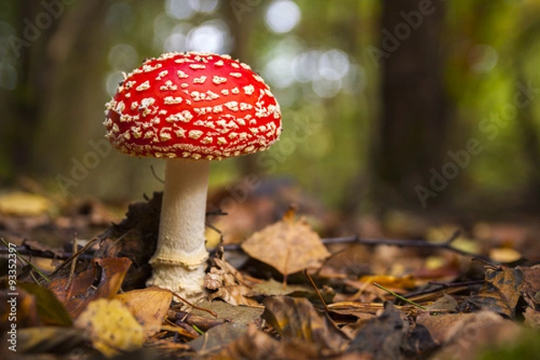 Obraz jadowity dziki grzyb Amanita muscaria w lesie