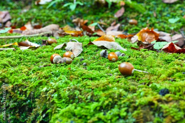 Fototapeta 苔の上のクローズアップ