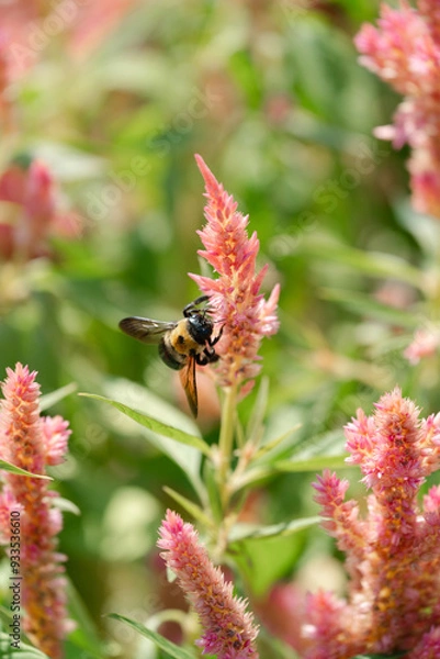Fototapeta bee on a flower