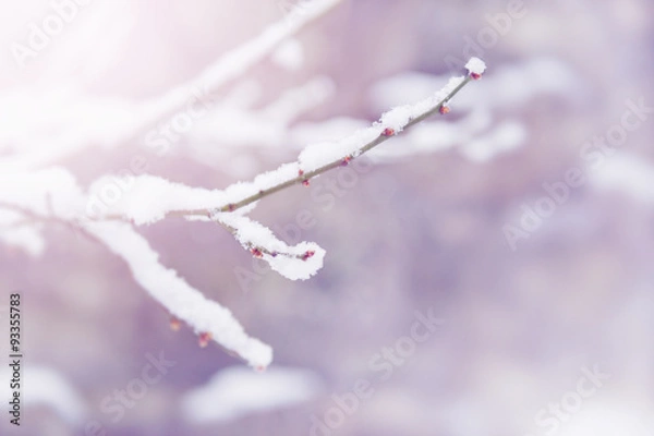 Obraz 木の枝雪 　梅　紅梅