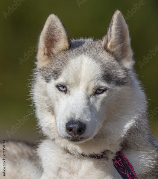Obraz Chien huskys