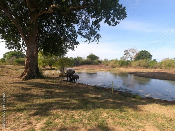 Obraz Sri Lanka elephant