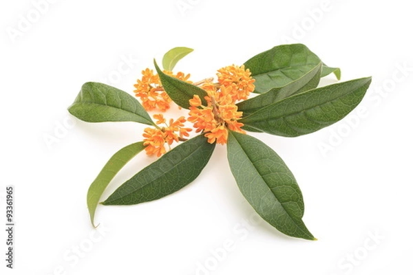 Fototapeta ｷﾝﾓｸｾｲの香り