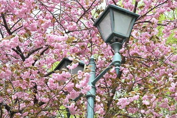 Fototapeta 桜と外灯