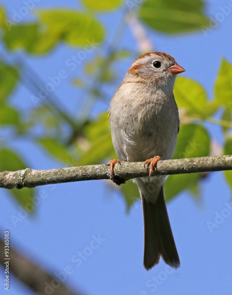 Fototapeta A Field sparrow (Spizella pusilla) sitting in a tree.Cambridge, Ontario, Canada..