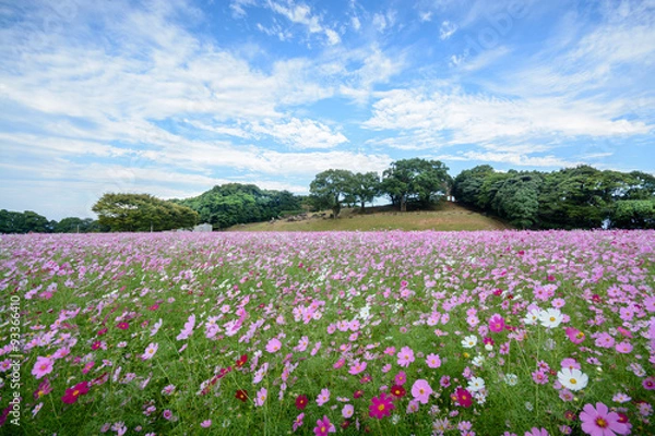 Fototapeta コスモス畑＠佐世保市展海峰
