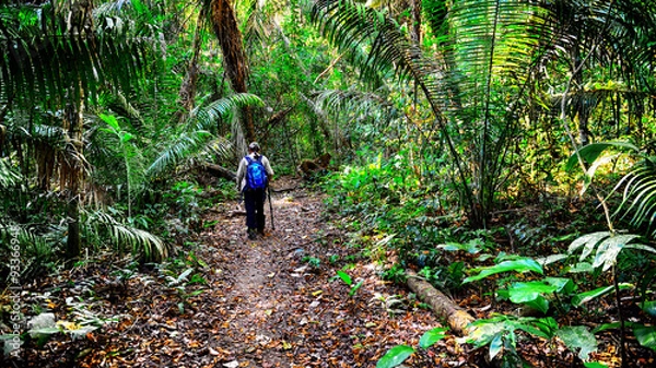 Obraz Traveller is walking in a jungle