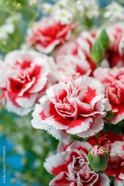 Obraz カーネーション