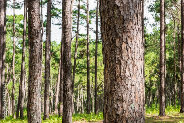 Obraz pine forest with trunk with bark