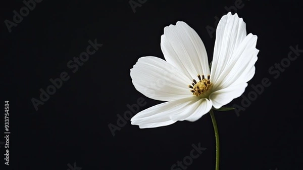 Fototapeta A white flower blooming against a black background, highlighting its delicate petals
