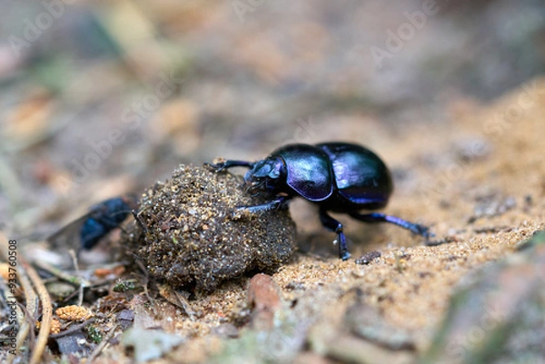 Fototapeta Dung beetle twists a ball of dung.