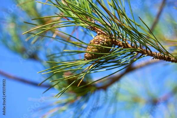 Fototapeta Green pine cones on a pine branch in summer.