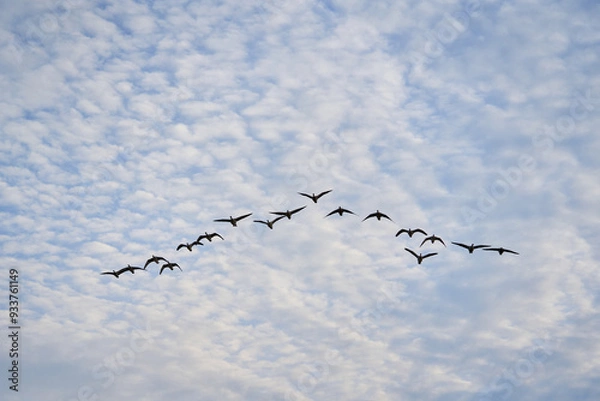 Fototapeta Migratory birds geese fly to warm lands.