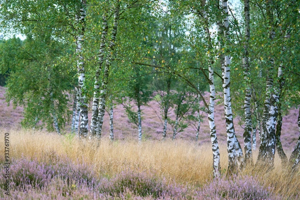 Fototapeta Birch grove and heather on the background on a sunny summer day.