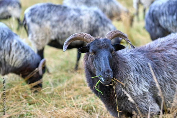 Fototapeta Sheep grazing in a meadow on a summer day.