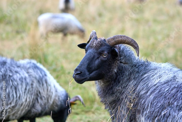 Fototapeta Sheep grazing in a meadow on a summer day.