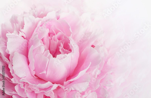 Obraz Pink peony