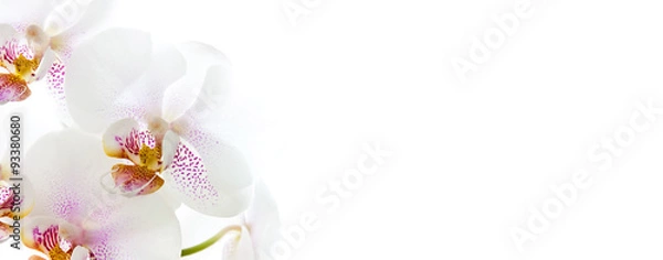 Obraz Kwiaty orchidei