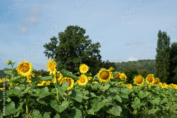 Obraz Sunflowers