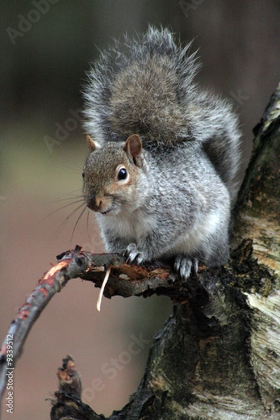 Fototapeta squirrel in tree