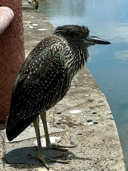 Fototapeta great heron