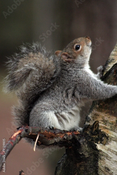 Fototapeta squirrel