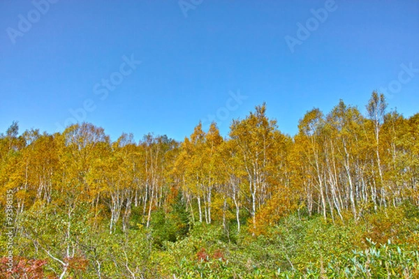 Fototapeta 紅葉した白樺林
