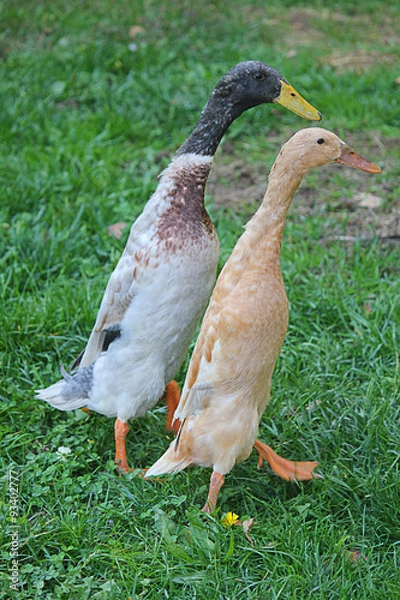 Fototapeta runner duck