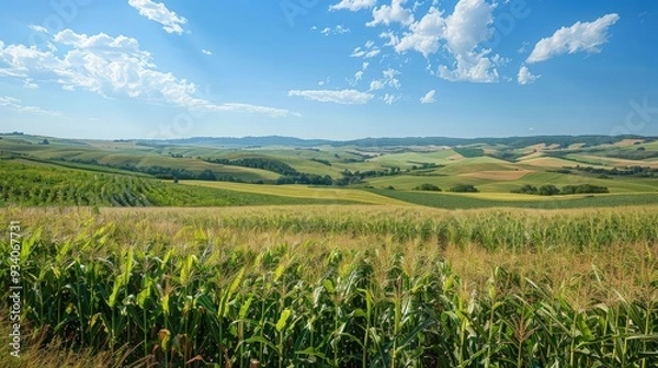 Fototapeta An expansive view of vast cornfields spreading across the undulating terrain of rolling hills
