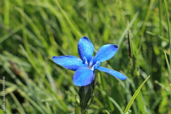 Obraz blue iris flowers