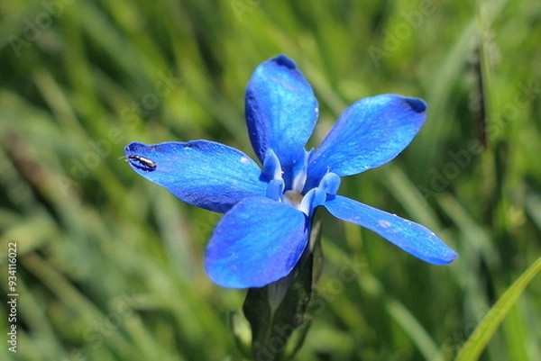 Obraz blue iris flowers