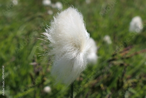Obraz white dandelion flower